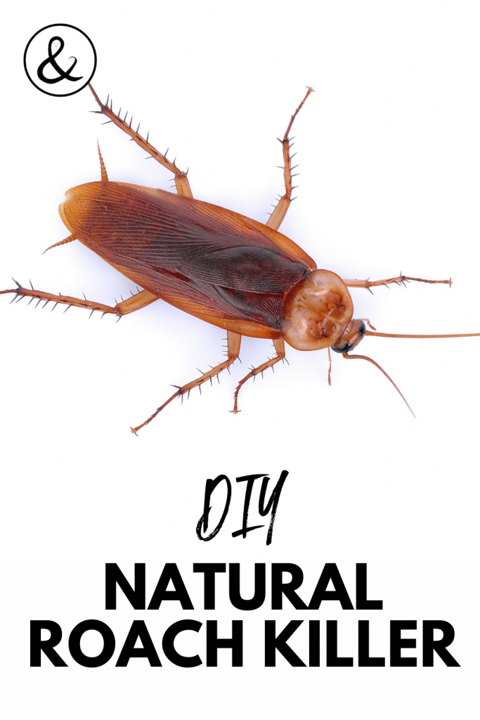 DIY Natural Roach Killer
