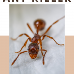 Homemade All Natural Ant Killer