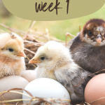 Raising Chicks Week 1