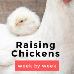 Raising Chicks Week by Week