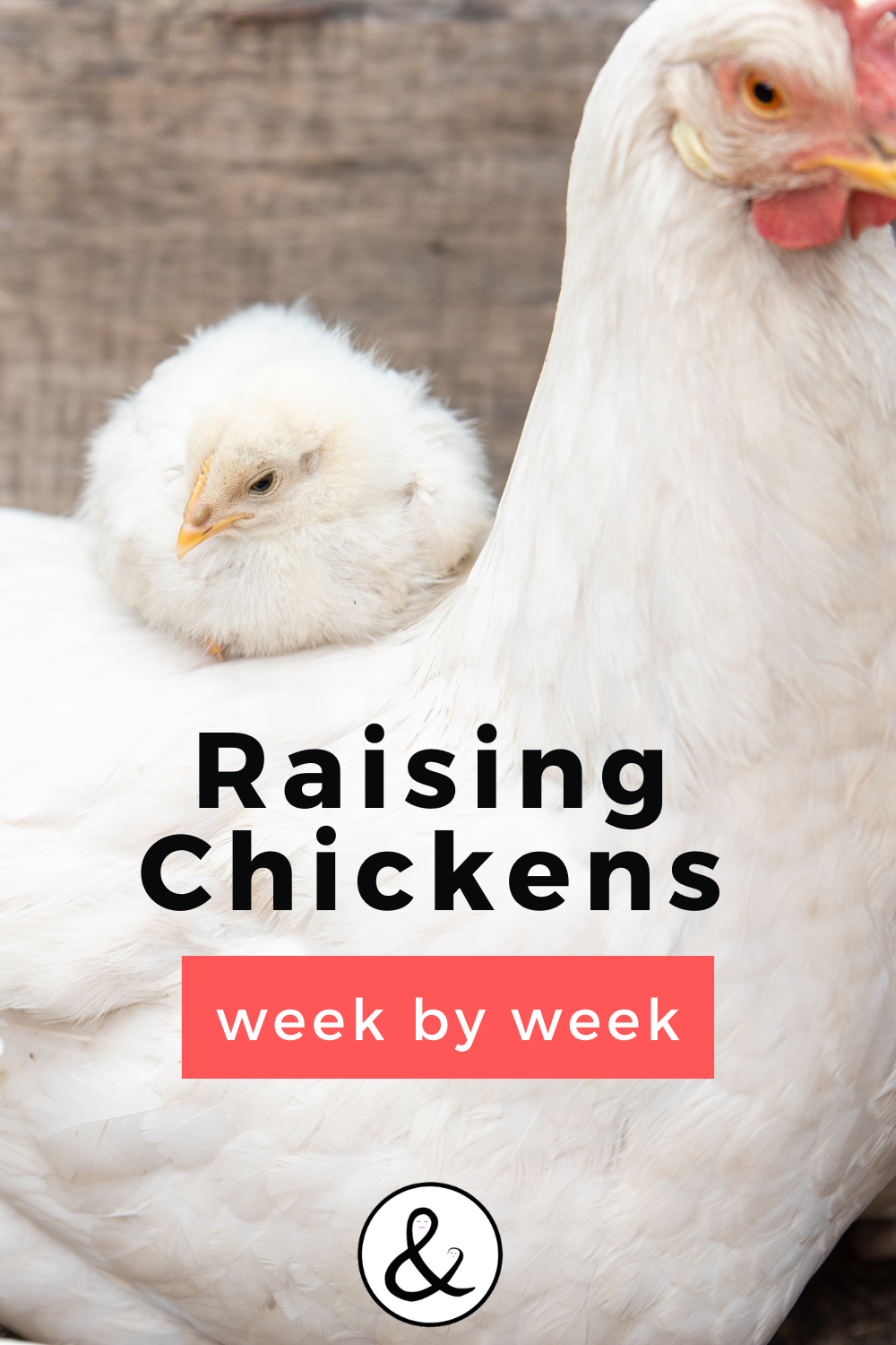 Raising Chicks Week by Week