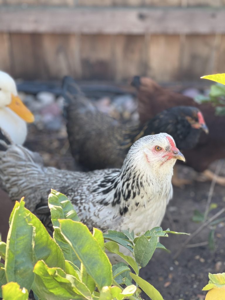 Signs Your Chicken is About to Start Laying Eggs