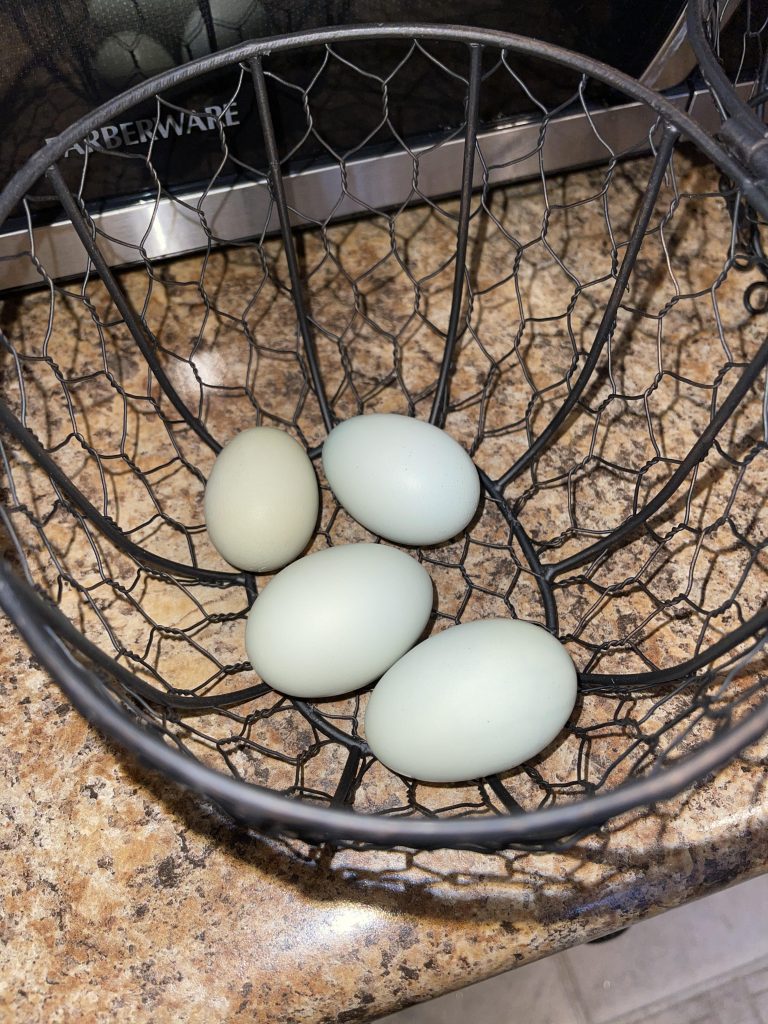 Easter Egger Chicken Eggs